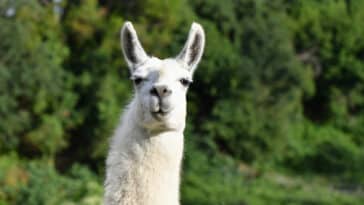 lama