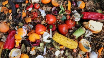 déchets alimentaires gaspillage plastique biodégradable