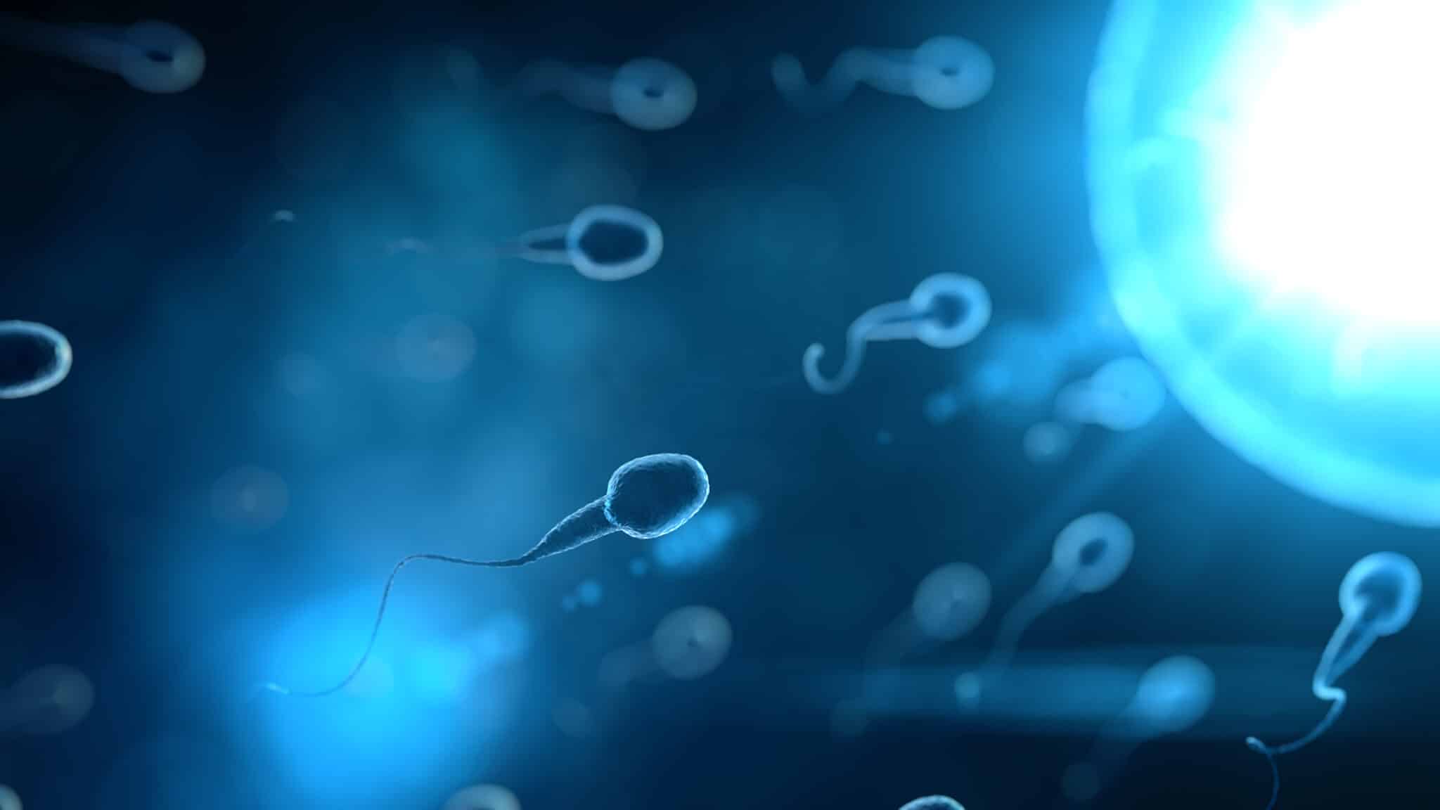 sperme IA spermatozoïdes
