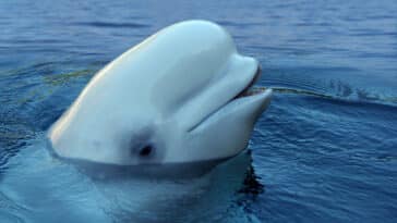 béluga