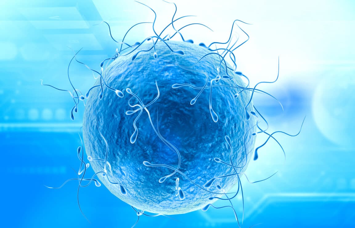 sperme IA spermatozoïdes
