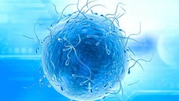 sperme IA spermatozoïdes