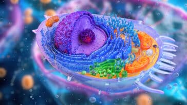 mitochondries bébés