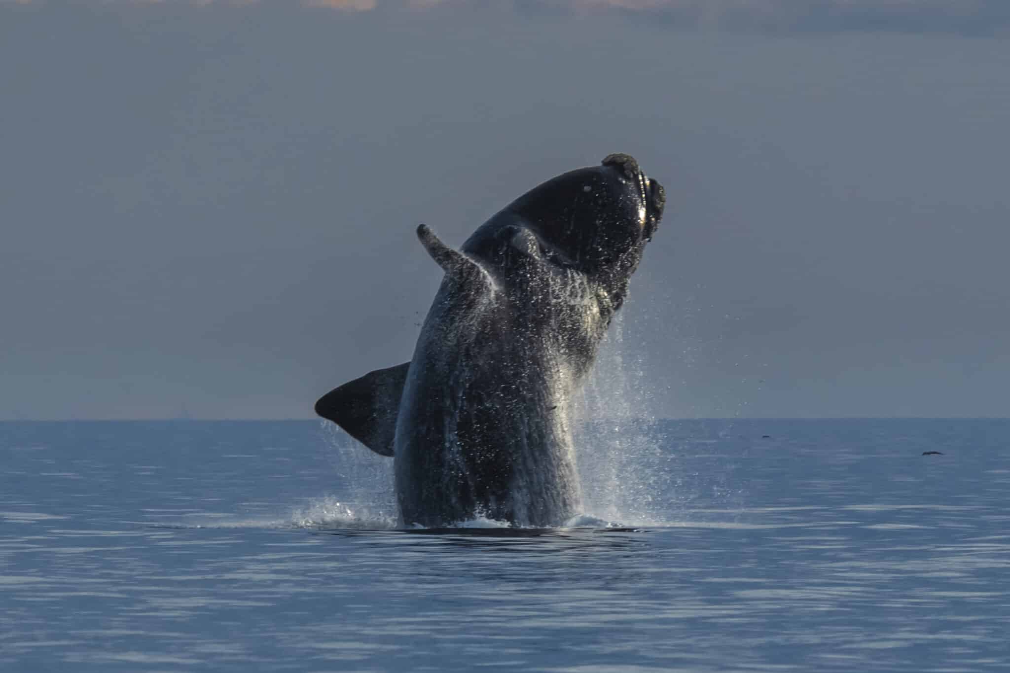 C’est le plus gros attribut du règne animal, mais il est invisible : voici le secret le plus intime de la baleine franche