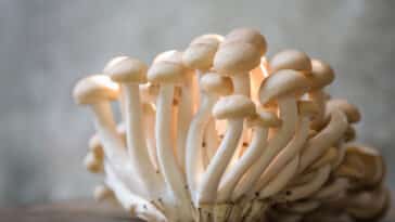psilocybine champignons