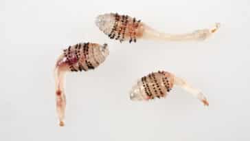 Dermatobia hominis mouche