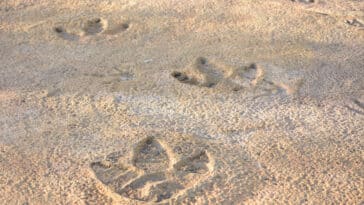 dinosaures empreintes