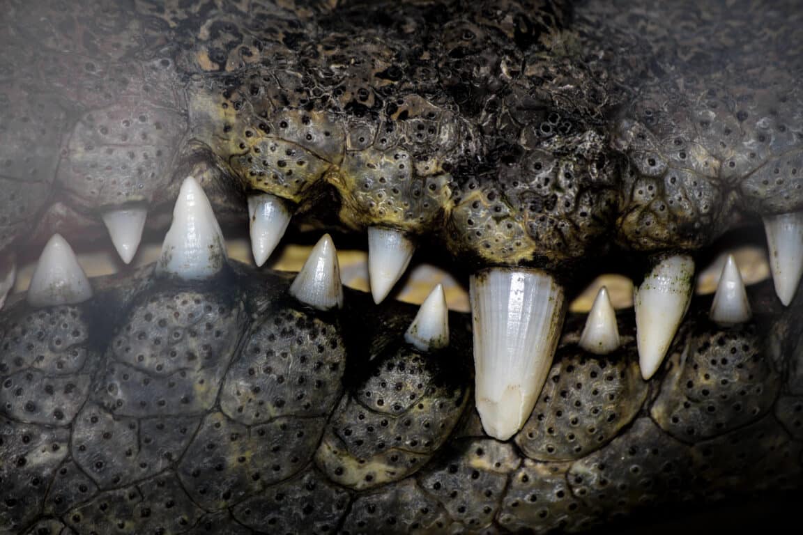 crocodile homo habilis