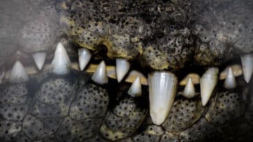 crocodile homo habilis