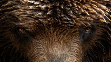 ours géant à face courte