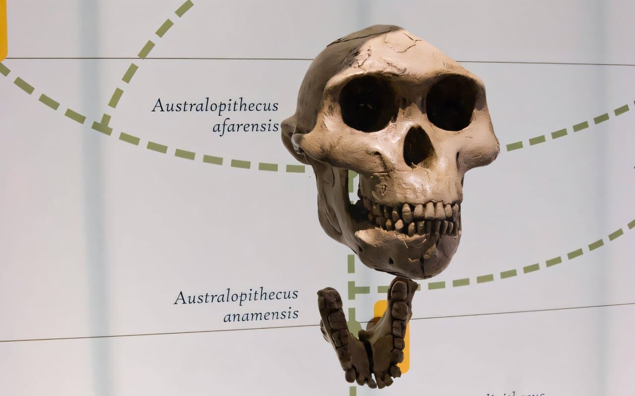 australopithèques