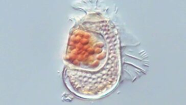 parasite Sukunaarchaeum