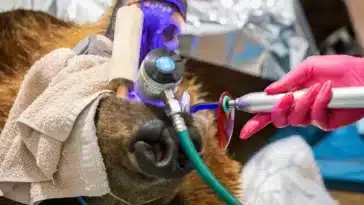 couronne dent implant ours