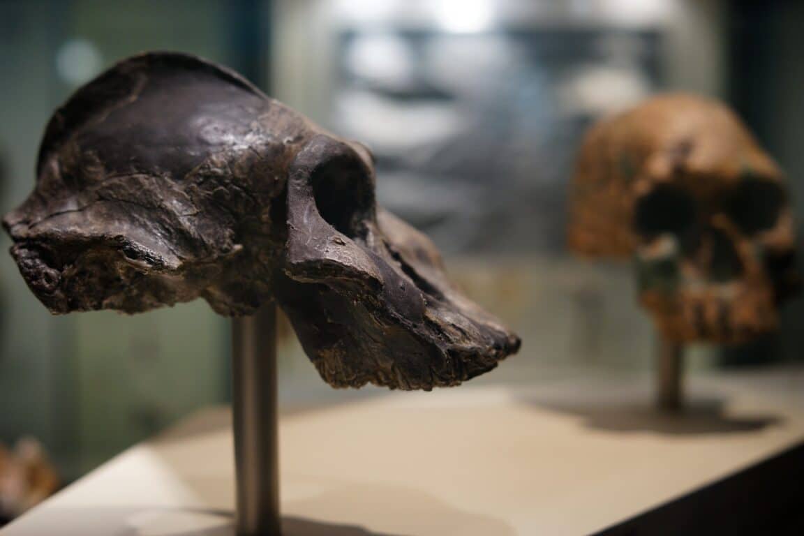 Paranthropus ancêtres