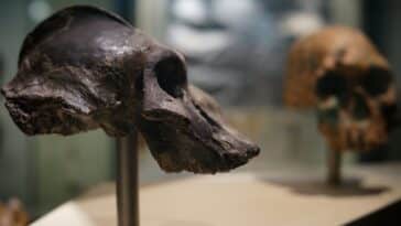 Paranthropus ancêtres