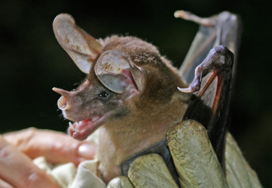 chauve-souris spectrale