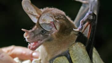 chauve-souris spectrale