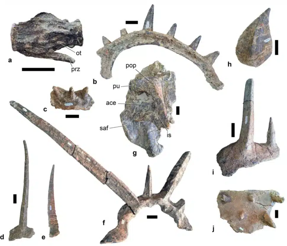 ankylosaure armure dinosaure