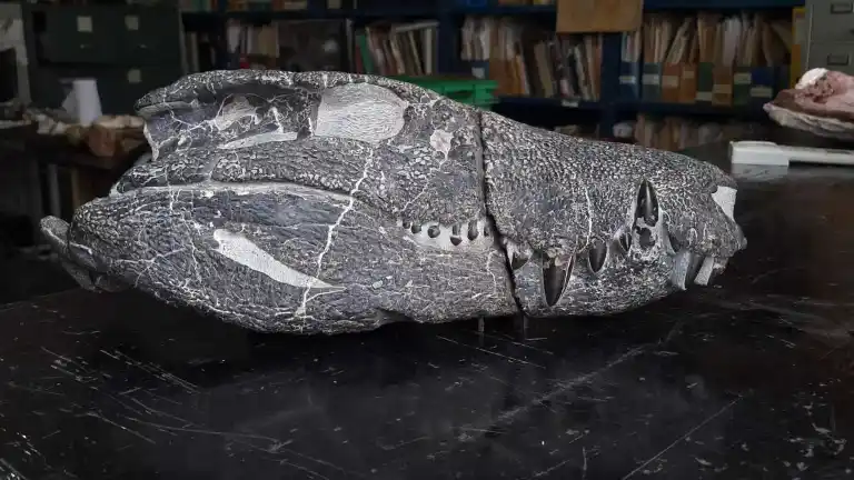 Kostensuchus atrox crocodile dinosaures