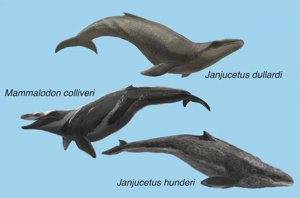 janjucetus dullardi baleine