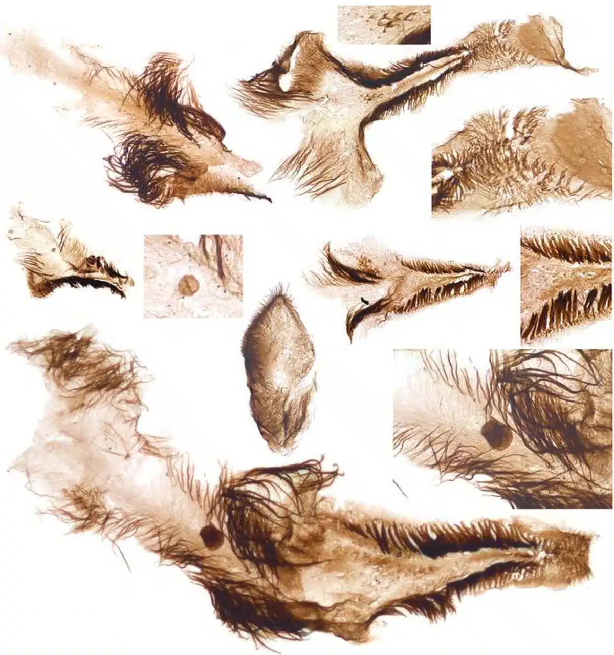 vers péniens Grand Canyon