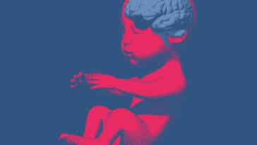 cerveau intelligence