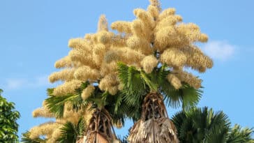 palmier Talipot plante fleurs