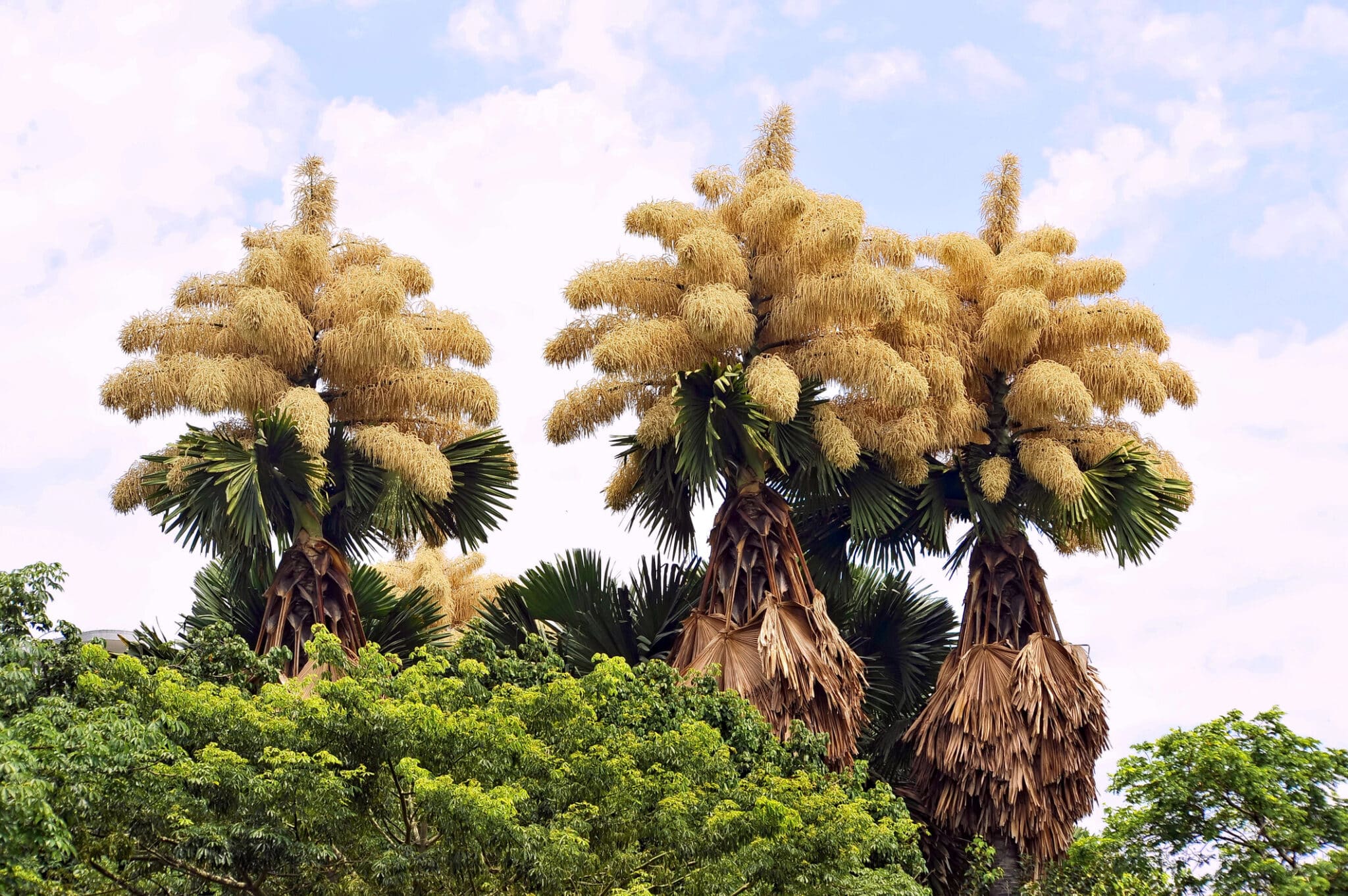palmier Talipot plante fleurs