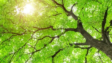 photosynthèse forêts océans