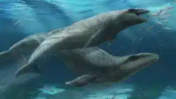 janjucetus dullardi baleine