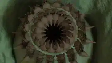 vers péniens Grand Canyon