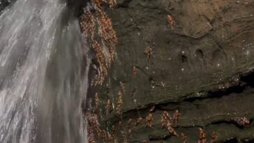 poisson chat cascade