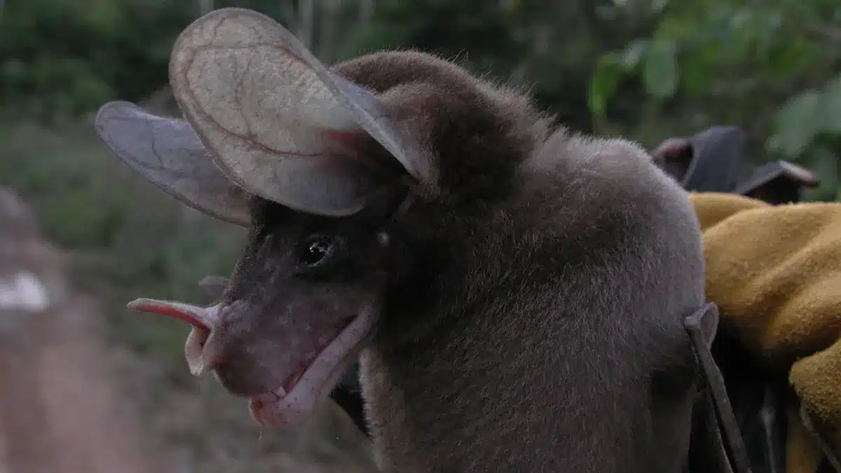 chauve-souris spectrale