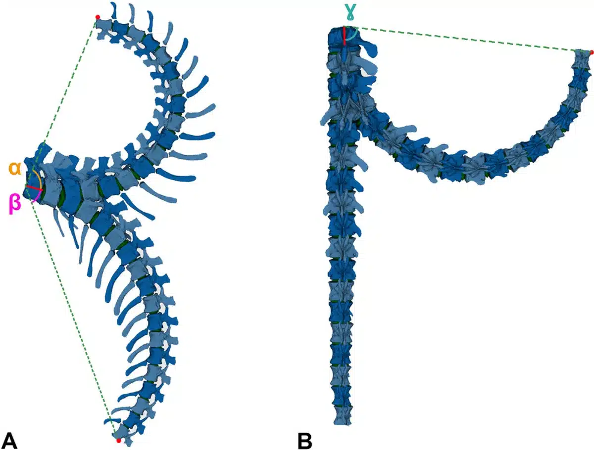 dinosaures queue chiens