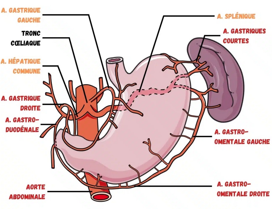 tronc cœliaque vascularisation