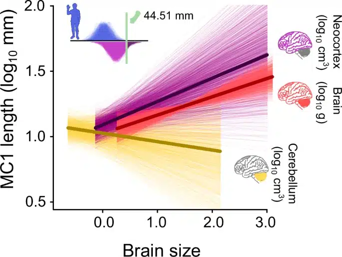 dextérité mains doigts cerveau