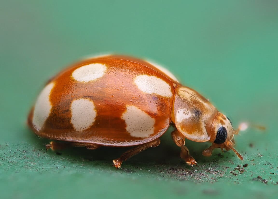 coccinelle