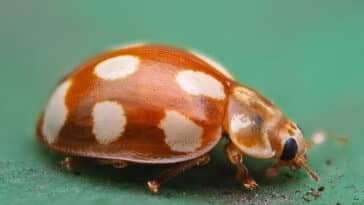 coccinelle