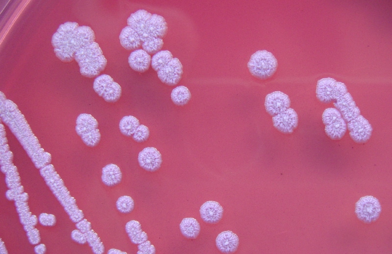 bactérie Burkholderia pseudomallei