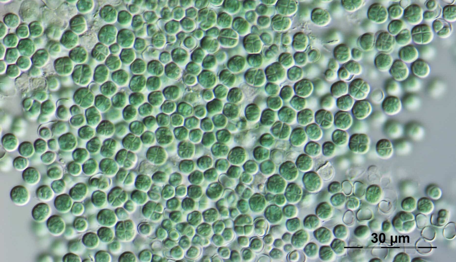 bactérie Chroococcidiopsis gigantea