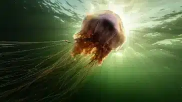 méduse à crinière de lion Cyanea capillata