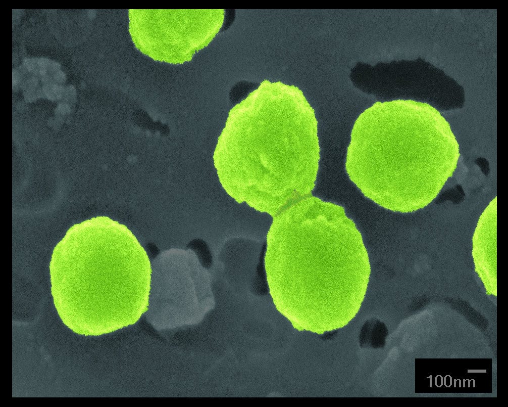 Prochlorococcus cyanobactéries