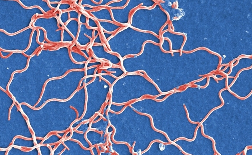 bactérie maladie Lyme