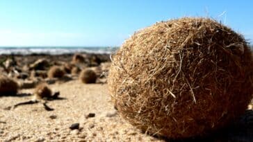 boule plante plastique