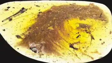 queue dinosaure ambre