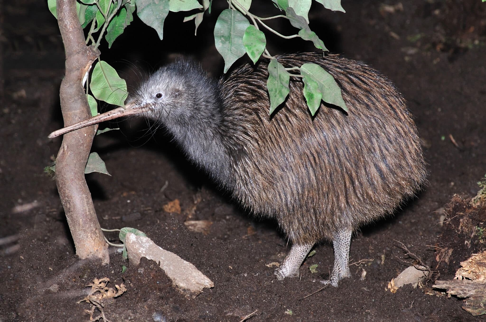 kiwi oiseau