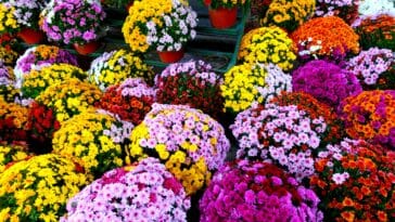 chrysanthèmes à la Toussaint