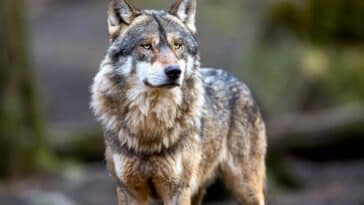 loups fRANCE