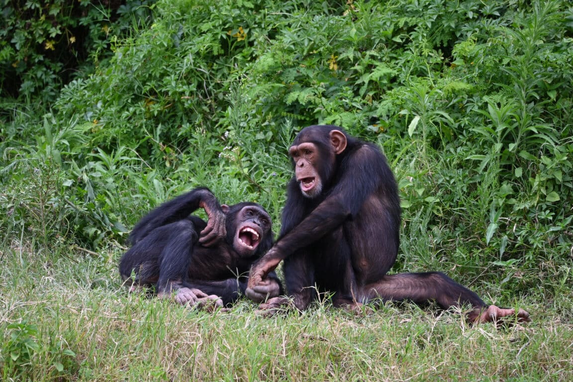 chimpanzés
