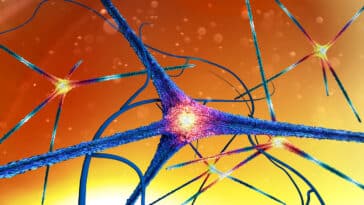 protéine FTL1 vieillissement